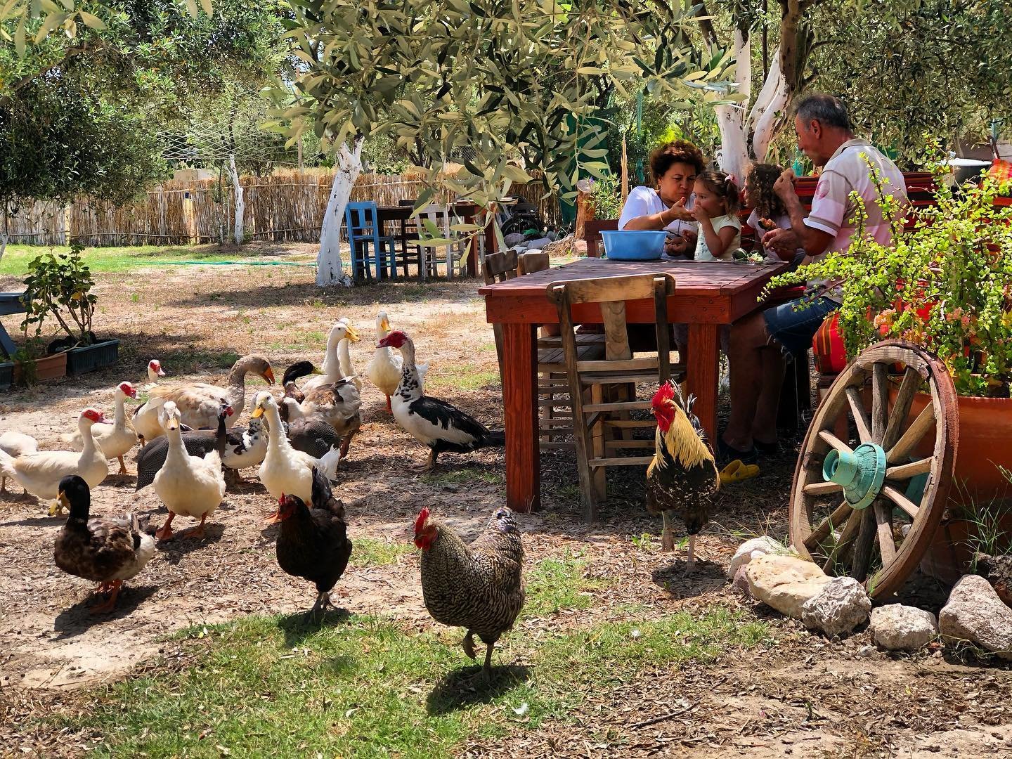 dedemin çiftliği alaçatı 1923 kümes hayvanları